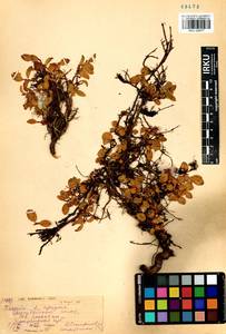 Salix nummularia Anderss., Siberia, Baikal & Transbaikal region (S4) (Russia)