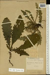 Cirsium roseolum Gorl., Eastern Europe, Central region (E4) (Russia)