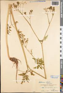Anthriscus sylvestris (L.) Hoffm., Eastern Europe, Moscow region (E4a) (Russia)