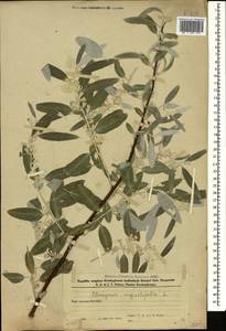 Elaeagnus angustifolia L., Caucasus, Azerbaijan (K6) (Azerbaijan)