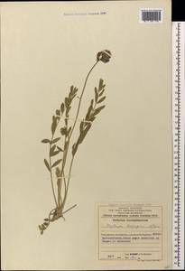 Oxytropis karjaginii Grossh., Caucasus, Azerbaijan (K6) (Azerbaijan)