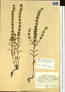 Sideritis montana L., Eastern Europe, South Ukrainian region (E12) (Ukraine)