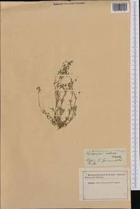 Spergularia rubra (L.) J.Presl & C.Presl, Western Europe (EUR) (Romania)