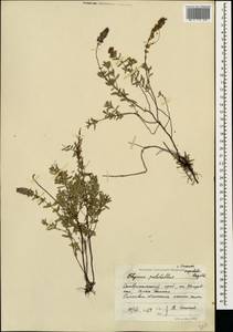 Thymus pulchellus C.A.Mey., Caucasus, Stavropol Krai, Karachay-Cherkessia & Kabardino-Balkaria (K1b) (Russia)