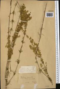 Galium ruthenicum Willd., Middle Asia, Dzungarian Alatau & Tarbagatai (M5) (Kazakhstan)