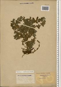Teucrium scordium subsp. scordioides (Schreb.) Arcang., Caucasus, Krasnodar Krai & Adygea (K1a) (Russia)