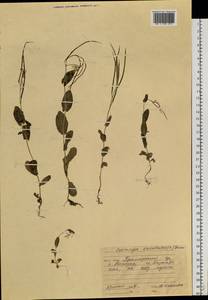 Conringia orientalis (L.) Dumort., Siberia, Russian Far East (S6) (Russia)