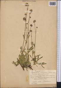 Gypsophila cephalotes (Schrenk) F.N. Williams, Middle Asia, Western Tian Shan & Karatau (M3) (Kyrgyzstan)