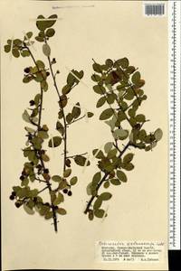 Cotoneaster melanocarpus G. Lodd., Mongolia (MONG) (Mongolia)