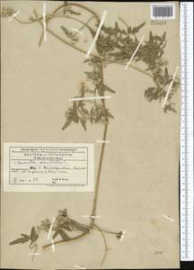 Clematis orientalis L., Middle Asia, Western Tian Shan & Karatau (M3) (Kyrgyzstan)