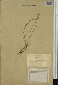 Festuca juncifolia St.-Amans, Western Europe (EUR) (France)