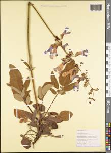 Salvia ringens Sm., Caucasus, Black Sea Shore (from Novorossiysk to Adler) (K3) (Russia)