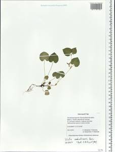 Viola sacchalinensis H. Boissieu, Siberia, Baikal & Transbaikal region (S4) (Russia)