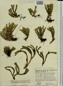 Huperzia selago (L.) Bernh., Eastern Europe, Northern region (E1) (Russia)