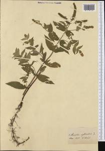 Mentha longifolia (L.) Huds., Western Europe (EUR) (Switzerland)