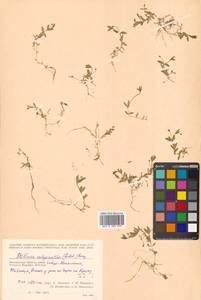 Stellaria calycantha (Ledeb.) Bong., Siberia, Chukotka & Kamchatka (S7) (Russia)