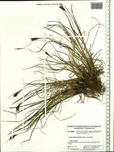 Carex eleusinoides Turcz. ex Kunth, Siberia, Central Siberia (S3) (Russia)