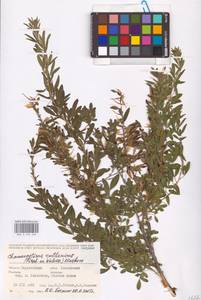 Chamaecytisus ruthenicus (Fisch. ex Woł.) Klásk., Eastern Europe, Lower Volga region (E9) (Russia)