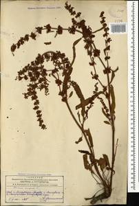 Rumex crispus L., Caucasus, Azerbaijan (K6) (Azerbaijan)