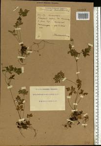 Geranium robertianum L., Eastern Europe, South Ukrainian region (E12) (Ukraine)