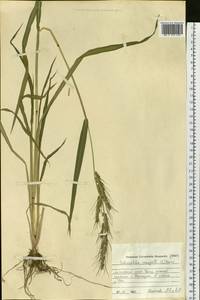Echinochloa crus-galli (L.) P.Beauv., Siberia, Altai & Sayany Mountains (S2) (Russia)
