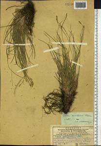 Carex pediformis var. pediformis, Siberia, Central Siberia (S3) (Russia)