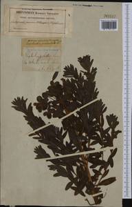 Euphorbia palustris L., Western Europe (EUR) (Sweden)