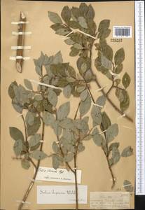 Salix iliensis Regel, Middle Asia, Dzungarian Alatau & Tarbagatai (M5) (Kazakhstan)