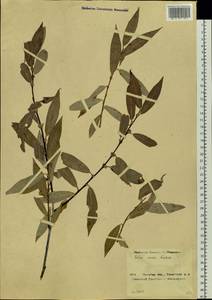 Salix rorida Laksch., Siberia, Baikal & Transbaikal region (S4) (Russia)