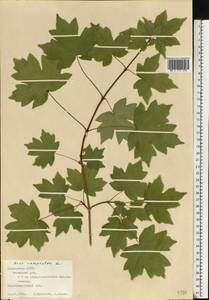 Acer campestre L., Eastern Europe, Middle Volga region (E8) (Russia)