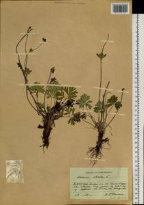 Anemonastrum narcissiflorum subsp. crinitum (Juz.) Raus, Siberia, Yakutia (S5) (Russia)