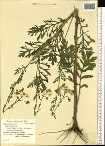 Jacobaea andrzejowskyi (Tzvelev) B. Nord., Eastern Europe, Central forest-and-steppe region (E6) (Russia)