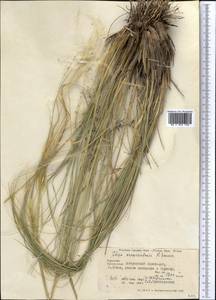 Stipa pulcherrima K.Koch, Middle Asia, Kopet Dag, Badkhyz, Small & Great Balkhan (M1) (Turkmenistan)