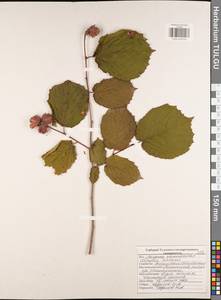Corylus avellana L., Eastern Europe, Central region (E4) (Russia)