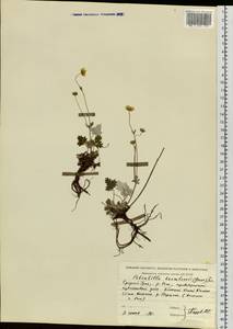 Potentilla chamissonis Hultén, Eastern Europe, Eastern region (E10) (Russia)