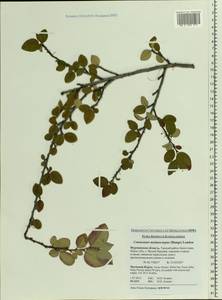 Cotoneaster melanocarpus G. Lodd., Eastern Europe, Northern region (E1) (Russia)