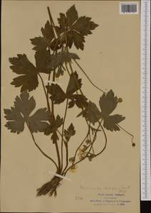 Ranunculus lanuginosus L., Western Europe (EUR) (Italy)