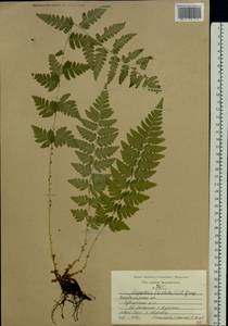 Dryopteris cristata (L.) A. Gray, Eastern Europe, Central region (E4) (Russia)