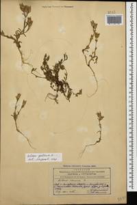 Silene conica subsp. conica, Caucasus, Azerbaijan (K6) (Azerbaijan)