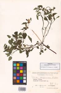 Lamium album subsp. album, Caucasus, Georgia (K4) (Georgia)