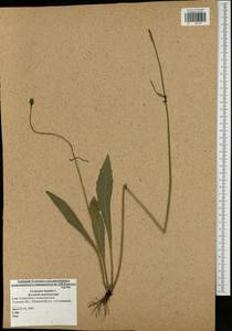 Leontodon hispidus L., Eastern Europe, Central region (E4) (Russia)