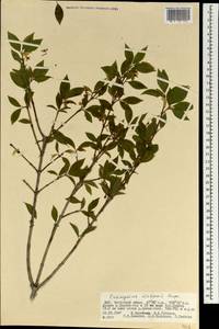 Euonymus maackii Rupr., Mongolia (MONG) (Mongolia)