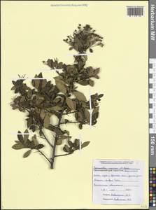 Pyracantha coccinea M.Roem., Caucasus, Black Sea Shore (from Novorossiysk to Adler) (K3) (Russia)
