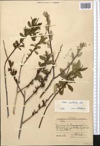 Salix excelsa J.F.Gmel., Middle Asia, Western Tian Shan & Karatau (M3) (Uzbekistan)