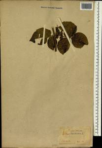 Toxicodendron radicans subsp. radicans, South Asia, South Asia (Asia outside ex-Soviet states and Mongolia) (ASIA) (Japan)