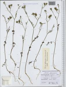 Torilis leptophylla (L.) Rchb. fil., Caucasus, Krasnodar Krai & Adygea (K1a) (Russia)