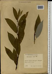 Salix acutifolia × caprea, Eastern Europe, Central region (E4) (Russia)