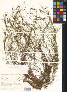 Potamogeton pusillus L., Eastern Europe, Lower Volga region (E9) (Russia)