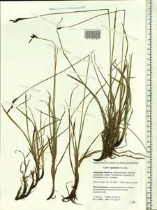 Carex rigidioides (Gorodkov) V.I.Krecz., Siberia, Russian Far East (S6) (Russia)