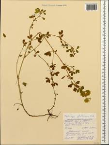 Medicago sativa subsp. glomerata (Balb.) Rouy, Caucasus, North Ossetia, Ingushetia & Chechnya (K1c) (Russia)